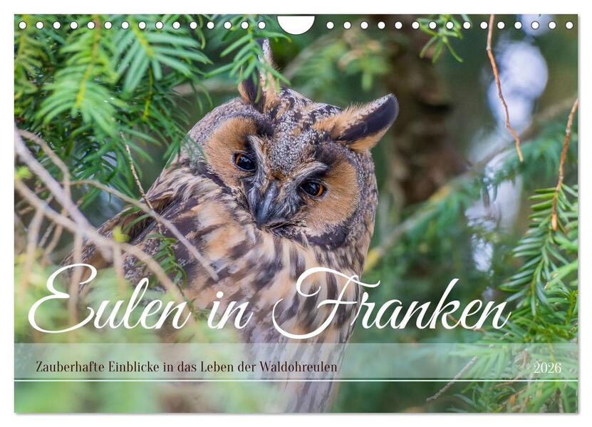 Eulen in Franken (Wandkalender 2026 DIN A4 quer) CALVENDO Monatskalender