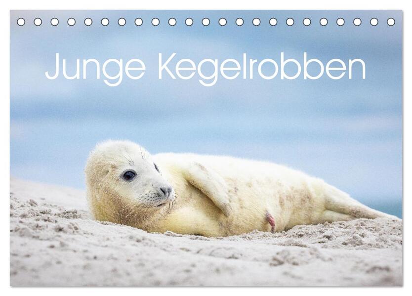 Junge Kegelrobben (Tischkalender 2026 DIN A5 quer) CALVENDO Monatskalender