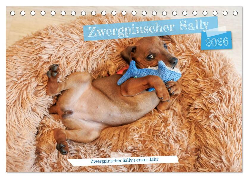 Zwergpinscher Sally's erstes Jahr (Tischkalender 2026 DIN A5 quer) CALVENDO Monatskalender