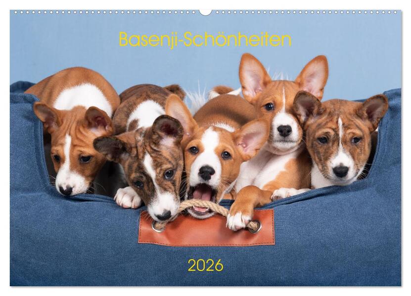 Basenji-Schönheiten (Wandkalender 2026 DIN A2 quer) CALVENDO Monatskalender