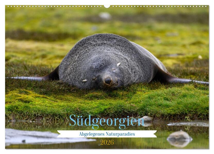 Südgeorgien - Abgelegenes Naturparadies (Wandkalender 2026 DIN A2 quer) CALVENDO Monatskalender