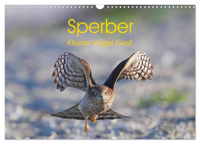 Sperber - Kleiner Vogel Greif (Wandkalender 2026 DIN A3 quer) CALVENDO Monatskalender