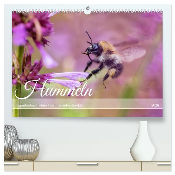 Hummeln - Flugaufnahmen eines faszinierenden Insekts (hochwertiger Premium Wandkalender 2026 DIN A2 quer) Kunstdruck in Hochglanz