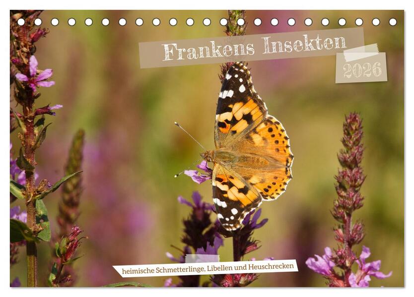 Frankens Insekten (Tischkalender 2026 DIN A5 quer) CALVENDO Monatskalender
