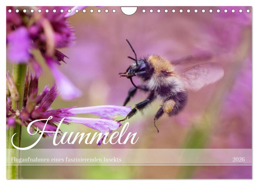 Hummeln - Flugaufnahmen eines faszinierenden Insekts (Wandkalender 2026 DIN A4 quer) CALVENDO Monatskalender