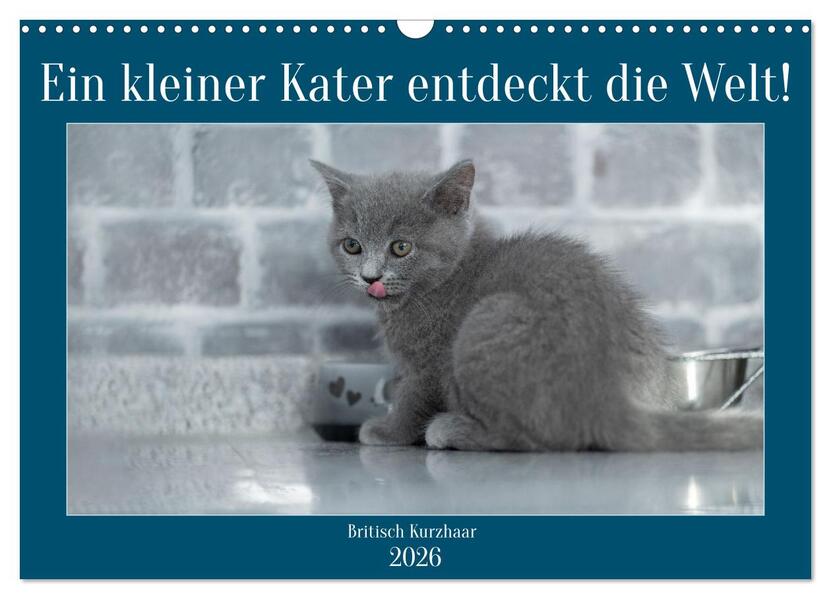Ein kleiner Kater entdeckt die Welt! (Wandkalender 2026 DIN A3 quer) CALVENDO Monatskalender