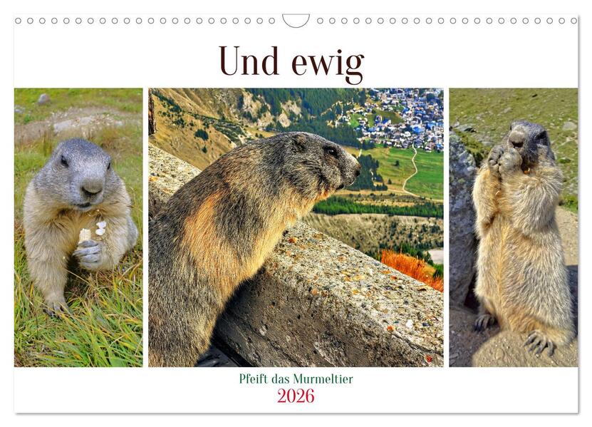 Und ewig pfeift das Murmeltier (Wandkalender 2026 DIN A3 quer) CALVENDO Monatskalender
