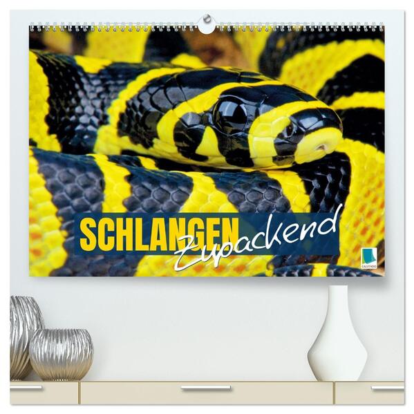Schlangen: Zupackend (hochwertiger Premium Wandkalender 2026 DIN A2 quer) Kunstdruck in Hochglanz