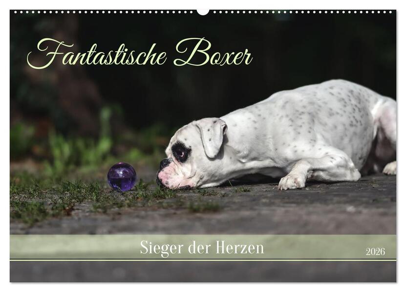 Fantastische Boxer - Sieger der Herzen (Wandkalender 2026 DIN A2 quer) CALVENDO Monatskalender
