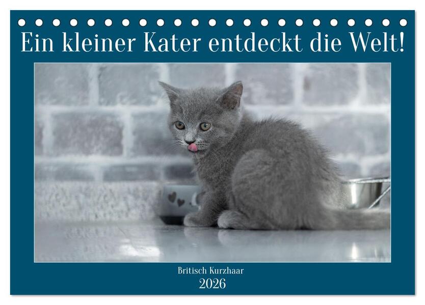 Ein kleiner Kater entdeckt die Welt! (Tischkalender 2026 DIN A5 quer) CALVENDO Monatskalender