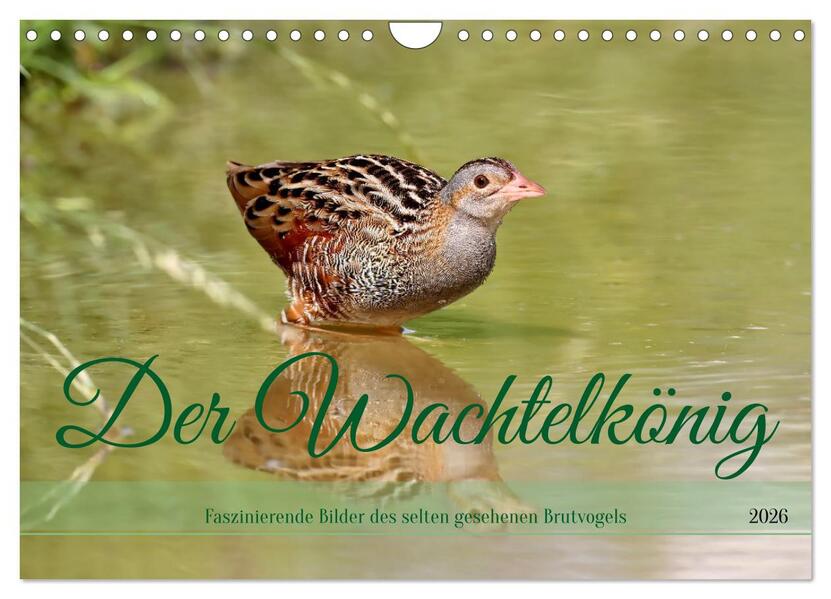 Der Wachtelkönig (Wandkalender 2026 DIN A4 quer) CALVENDO Monatskalender