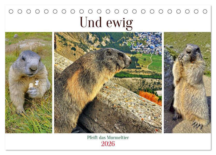 Und ewig pfeift das Murmeltier (Tischkalender 2026 DIN A5 quer) CALVENDO Monatskalender