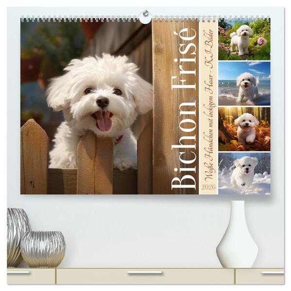 Bichon frisé weiße Hündchen mit lockigem Haar (hochwertiger Premium Wandkalender 2026 DIN A2 quer) Kunstdruck in Hochglanz