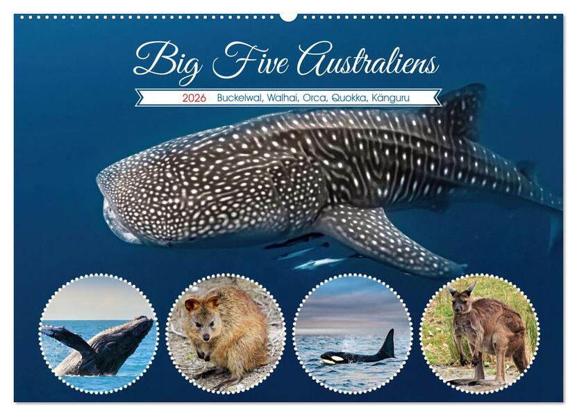 Big Five Australiens Buckelwal Walhai Orca QuokkaKänguru (Wandkalender 2026 DIN A2 quer) CALVENDO Monatskalender