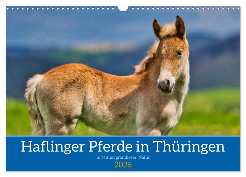 Haflinger Pferde in Thüringen (Wandkalender 2026 DIN A3 quer) CALVENDO Monatskalender