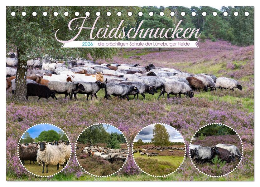 Heidschnucken die prächtigen Schafe der Lüneburger Heide (Tischkalender 2026 DIN A5 quer) CALVENDO Monatskalender