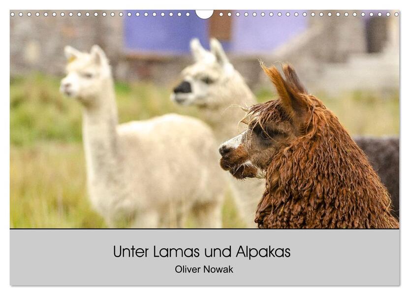 Unter Lamas und Alpakas (Wandkalender 2026 DIN A3 quer) CALVENDO Monatskalender