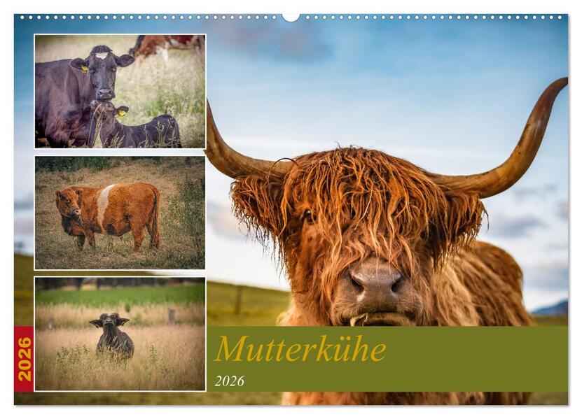 Mutterkühe (Wandkalender 2026 DIN A2 quer) CALVENDO Monatskalender