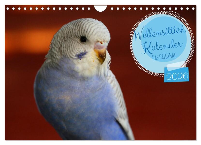Wellensittichkalender! - Das Original (Wandkalender 2026 DIN A4 quer) CALVENDO Monatskalender