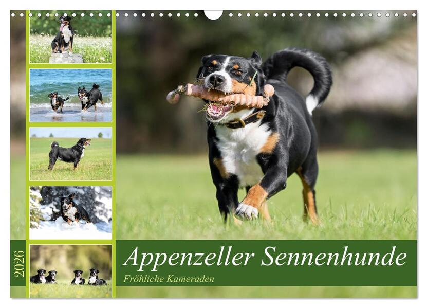 Appenzeller Sennenhunde - Fröhliche Kameraden (Wandkalender 2026 DIN A3 quer) CALVENDO Monatskalender