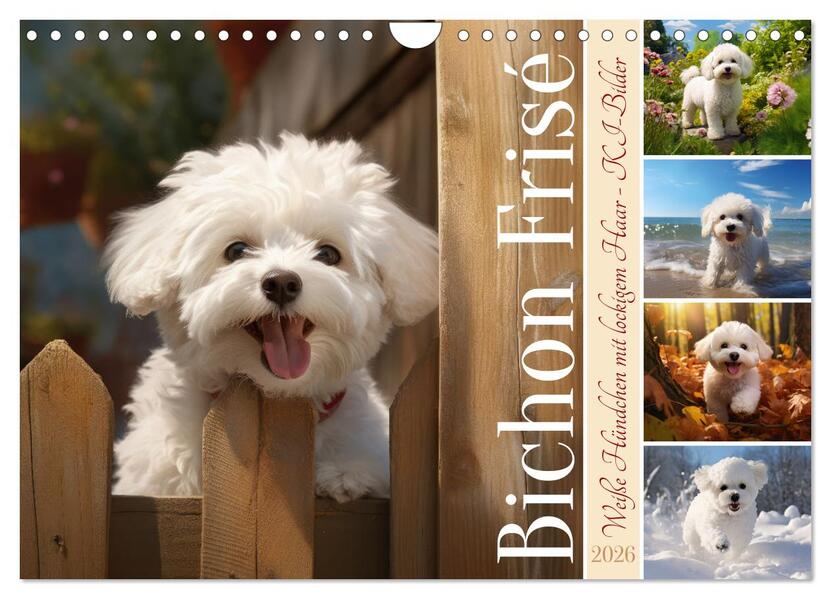Bichon frisé weiße Hündchen mit lockigem Haar (Wandkalender 2026 DIN A4 quer) CALVENDO Monatskalender