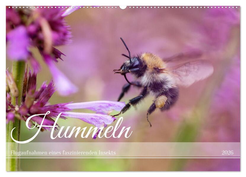 Hummeln - Flugaufnahmen eines faszinierenden Insekts (Wandkalender 2026 DIN A2 quer) CALVENDO Monatskalender