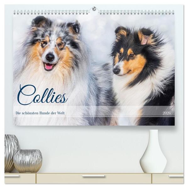 Collies - die schönsten Hunde der Welt (hochwertiger Premium Wandkalender 2026 DIN A2 quer) Kunstdruck in Hochglanz