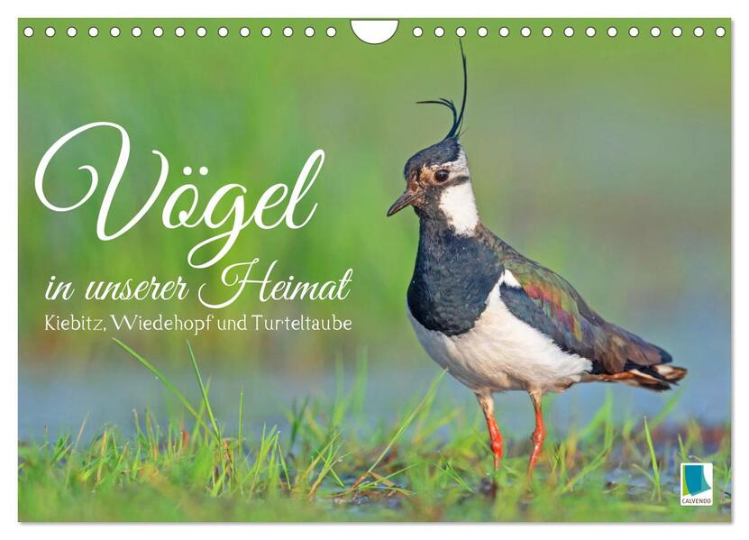 Vögel in unserer Heimat: Kiebitz Wiedehopf und Turteltaube (Wandkalender 2026 DIN A4 quer) CALVENDO Monatskalender