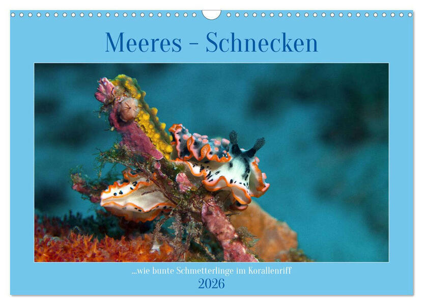 Meeres-Schnecken (Wandkalender 2026 DIN A3 quer) CALVENDO Monatskalender