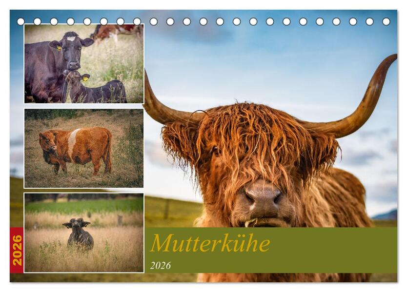 Mutterkühe (Tischkalender 2026 DIN A5 quer) CALVENDO Monatskalender
