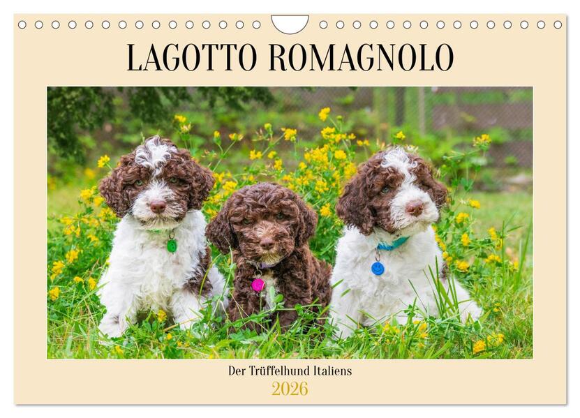 Lagotto Romagnolo - der Trüffelhund Italiens (Wandkalender 2026 DIN A4 quer) CALVENDO Monatskalender