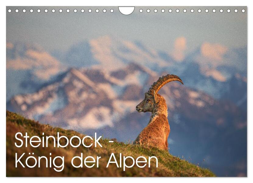 Steinbock - König der Alpen (Wandkalender 2026 DIN A4 quer) CALVENDO Monatskalender