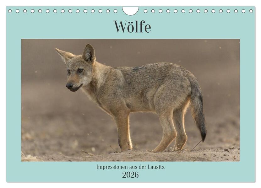 Wölfe Impressionen aus der Lausitz (Wandkalender 2026 DIN A4 quer) CALVENDO Monatskalender