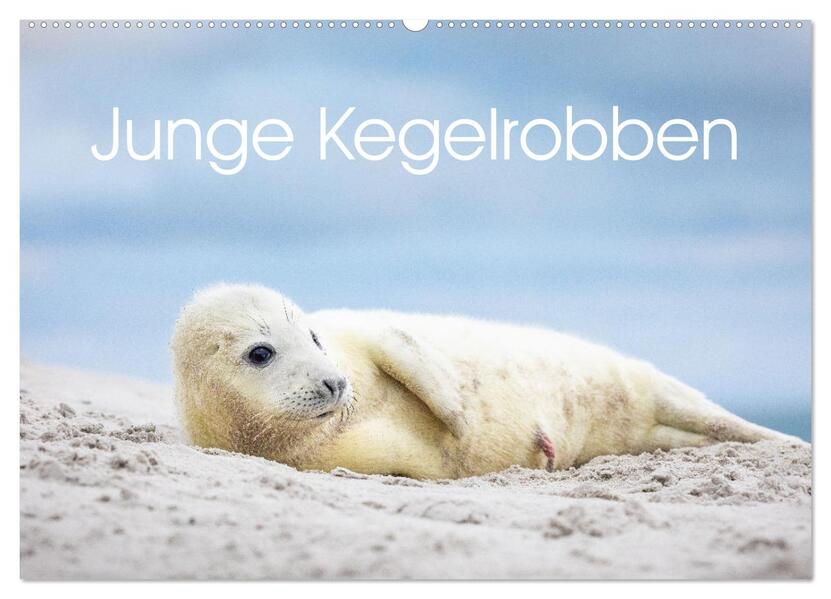 Junge Kegelrobben (Wandkalender 2026 DIN A2 quer) CALVENDO Monatskalender