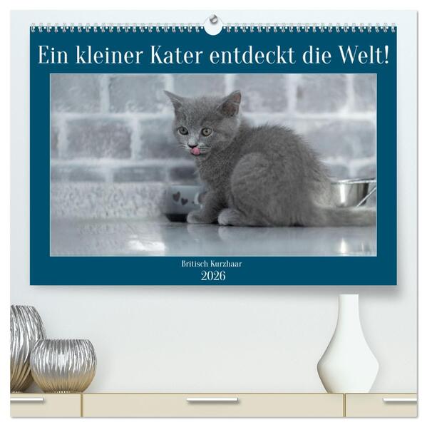 Ein kleiner Kater entdeckt die Welt! (hochwertiger Premium Wandkalender 2026 DIN A2 quer) Kunstdruck in Hochglanz