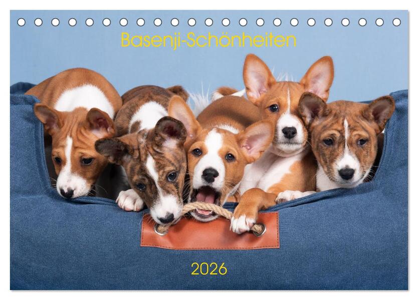 Basenji-Schönheiten (Tischkalender 2026 DIN A5 quer) CALVENDO Monatskalender