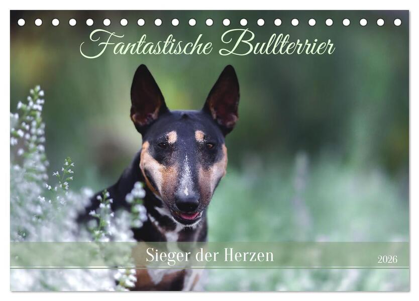 Fantastische Bullterrier - Sieger im Herzen (Tischkalender 2026 DIN A5 quer) CALVENDO Monatskalender