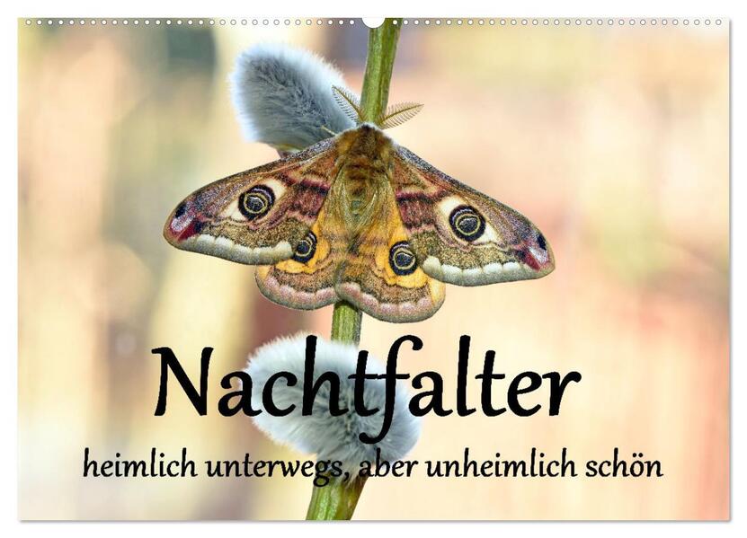 Nachtfalter - heimlich unterwegs aber unheimlich schön (Wandkalender 2026 DIN A2 quer) CALVENDO Monatskalender