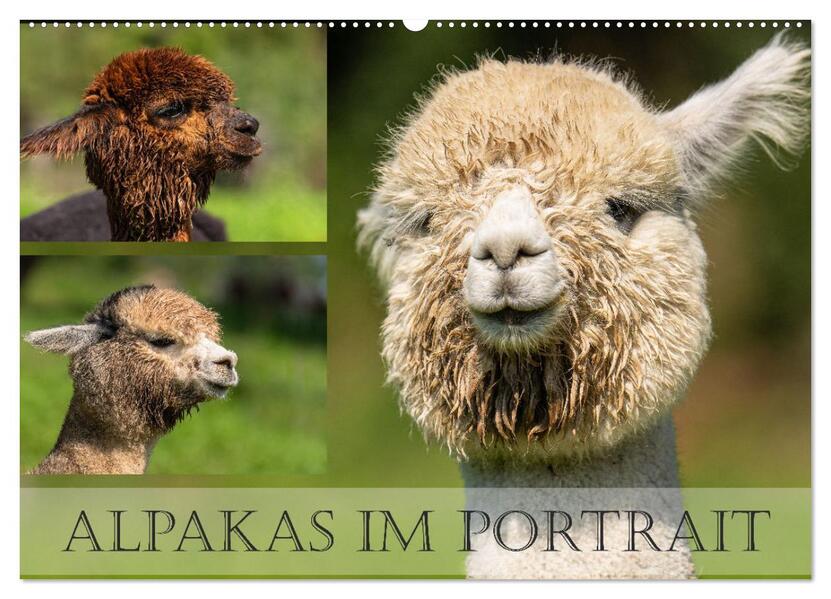 Alpakas im Portrait (Wandkalender 2026 DIN A2 quer) CALVENDO Monatskalender