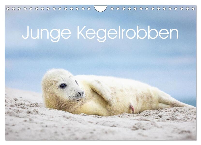 Junge Kegelrobben (Wandkalender 2026 DIN A4 quer) CALVENDO Monatskalender