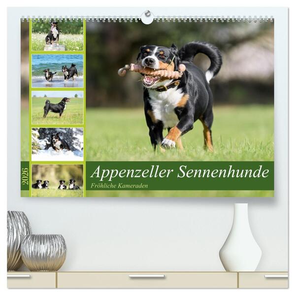 Appenzeller Sennenhunde - Fröhliche Kameraden (hochwertiger Premium Wandkalender 2026 DIN A2 quer) Kunstdruck in Hochglanz