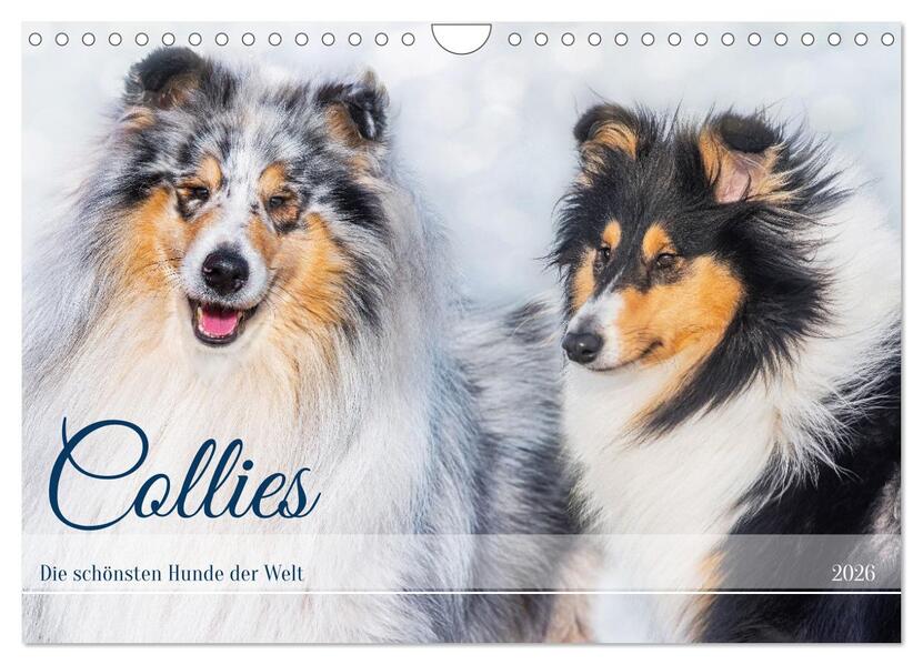 Collies - die schönsten Hunde der Welt (Wandkalender 2026 DIN A4 quer) CALVENDO Monatskalender