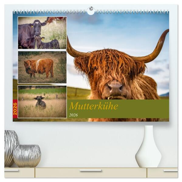 Mutterkühe (hochwertiger Premium Wandkalender 2026 DIN A2 quer) Kunstdruck in Hochglanz