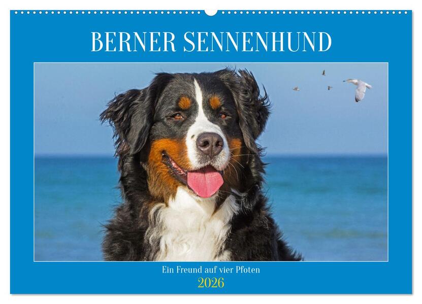Berner Sennenhund - Ein Freund auf vier Pfoten (Wandkalender 2026 DIN A2 quer) CALVENDO Monatskalender