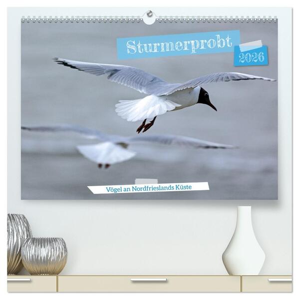 Sturmerprobt - Vögel an Nordfrieslands Küste (hochwertiger Premium Wandkalender 2026 DIN A2 quer) Kunstdruck in Hochglanz