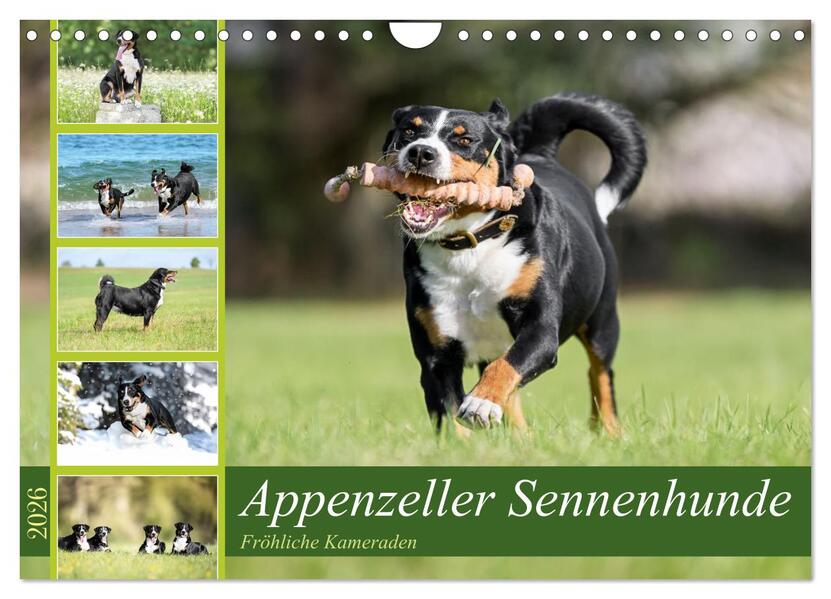 Appenzeller Sennenhunde - Fröhliche Kameraden (Wandkalender 2026 DIN A4 quer) CALVENDO Monatskalender