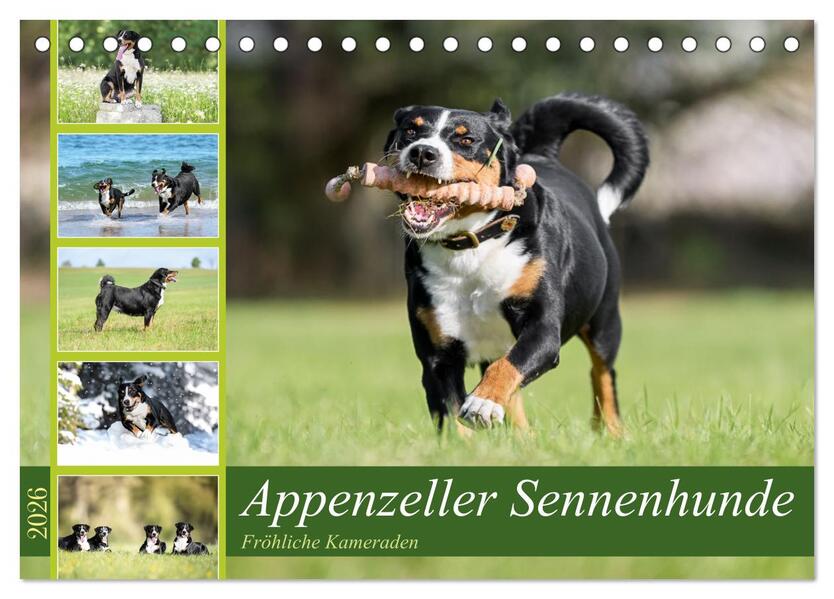 Appenzeller Sennenhunde - Fröhliche Kameraden (Tischkalender 2026 DIN A5 quer) CALVENDO Monatskalender
