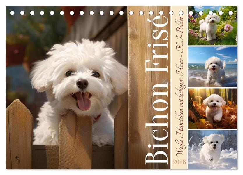 Bichon frisé weiße Hündchen mit lockigem Haar (Tischkalender 2026 DIN A5 quer) CALVENDO Monatskalender