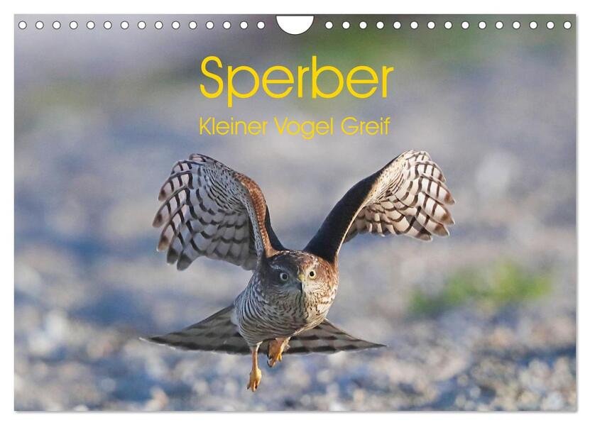 Sperber - Kleiner Vogel Greif (Wandkalender 2026 DIN A4 quer) CALVENDO Monatskalender
