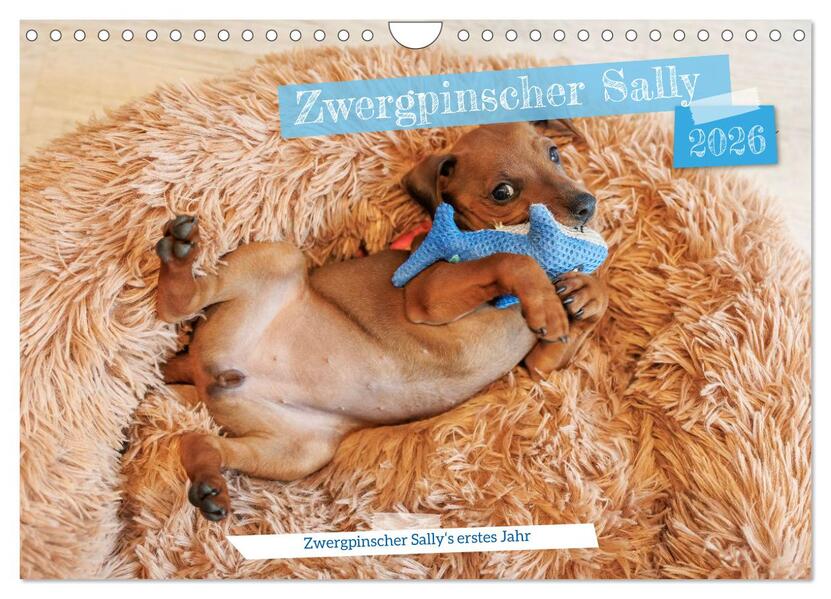 Zwergpinscher Sally's erstes Jahr (Wandkalender 2026 DIN A4 quer) CALVENDO Monatskalender
